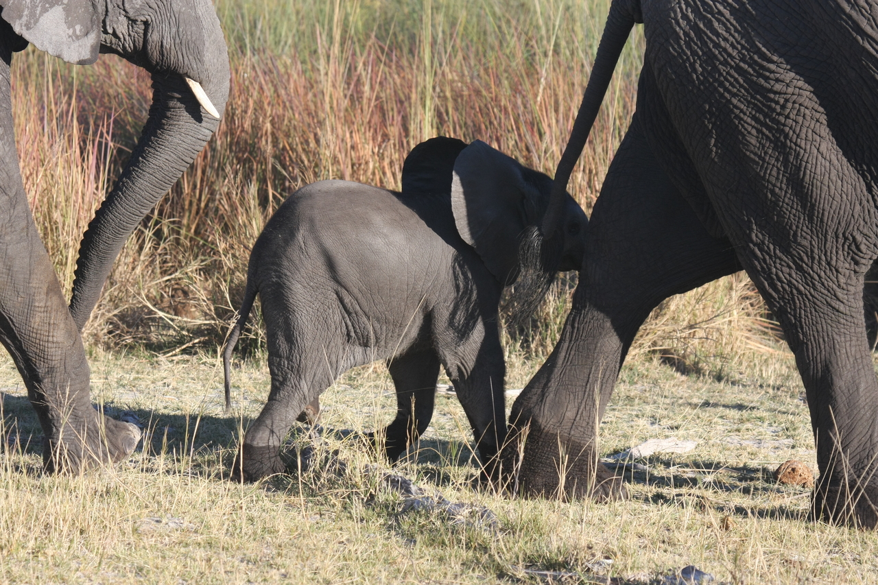 [18068] 2016_06_28_02_20_06_Africa_Canon_EOS_40D_IMG__09929.jpg