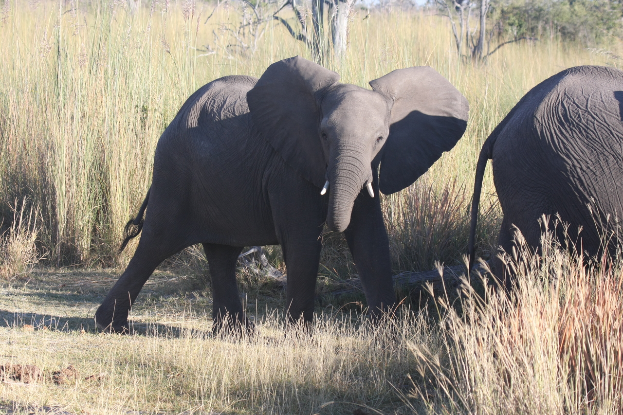 [18075] 2016_06_28_02_20_17_Africa_Canon_EOS_40D_IMG__09930.jpg