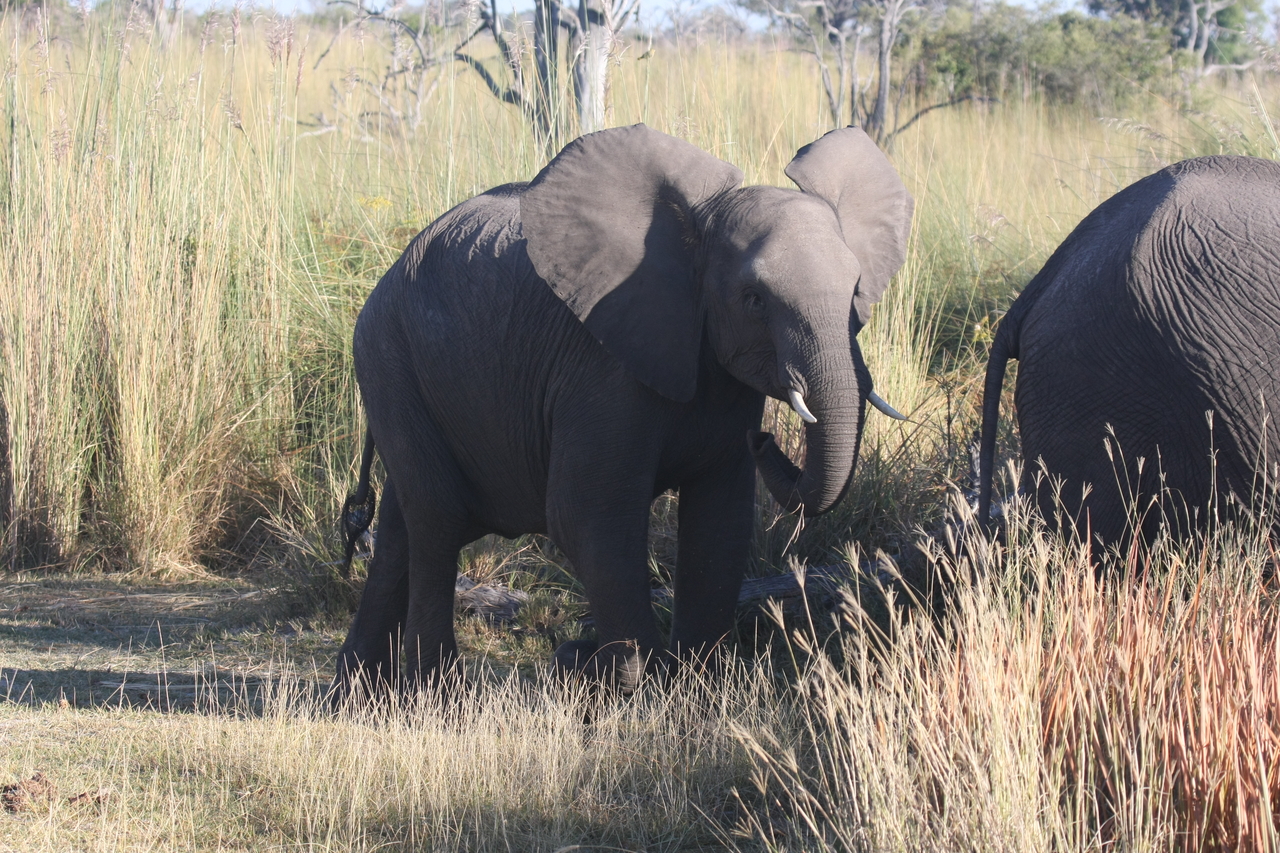 [18079] 2016_06_28_02_20_18_Africa_Canon_EOS_40D_IMG__02486.jpg