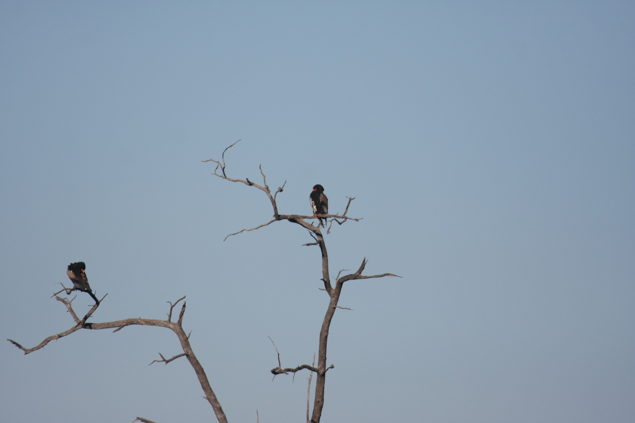 [18088] 2016_06_28_02_24_23_Africa_Canon_EOS_40D_IMG__02490.jpg
