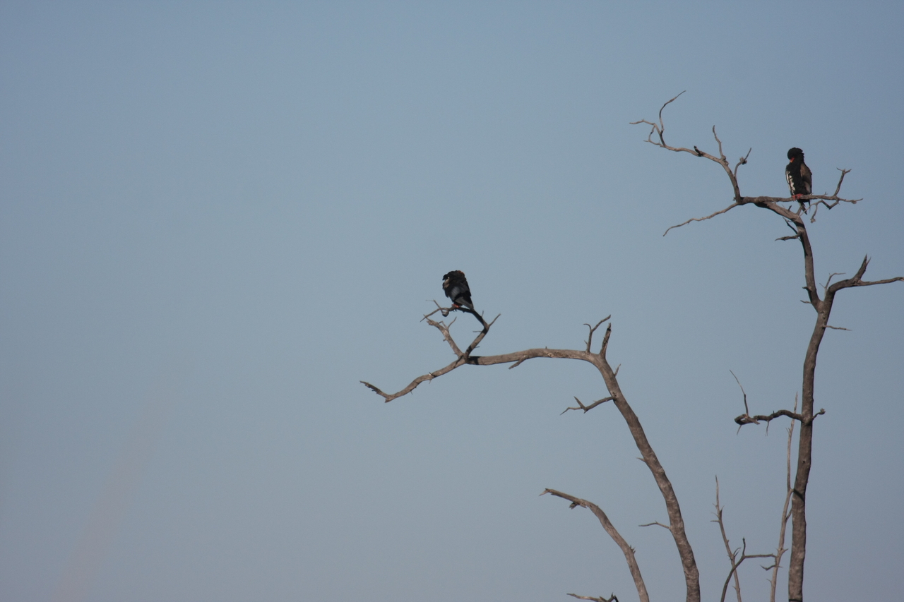 [18105] 2016_06_28_02_25_57_Africa_Canon_EOS_40D_IMG__02496.jpg