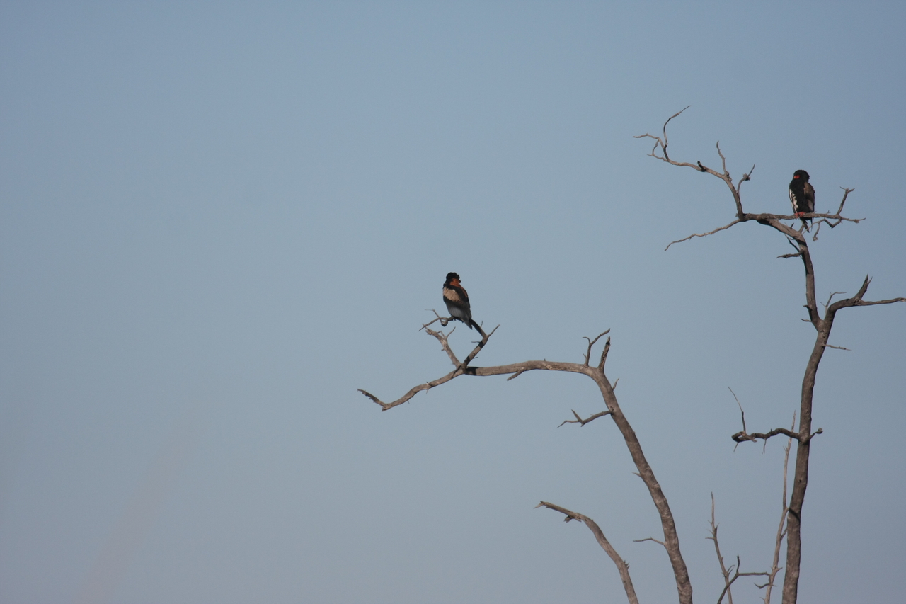 [18116] 2016_06_28_02_26_18_Africa_Canon_EOS_40D_IMG__09946.jpg