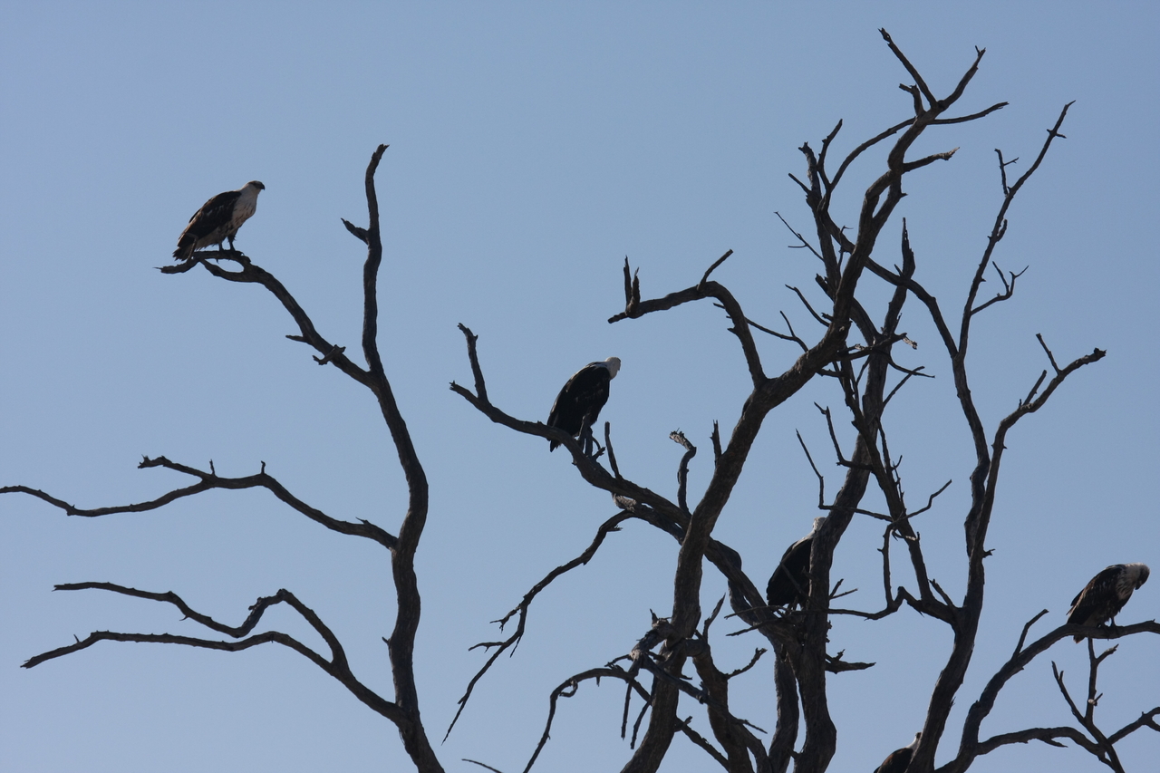 [18122] 2016_06_28_02_33_25_Africa_Canon_EOS_40D_IMG__09950.jpg