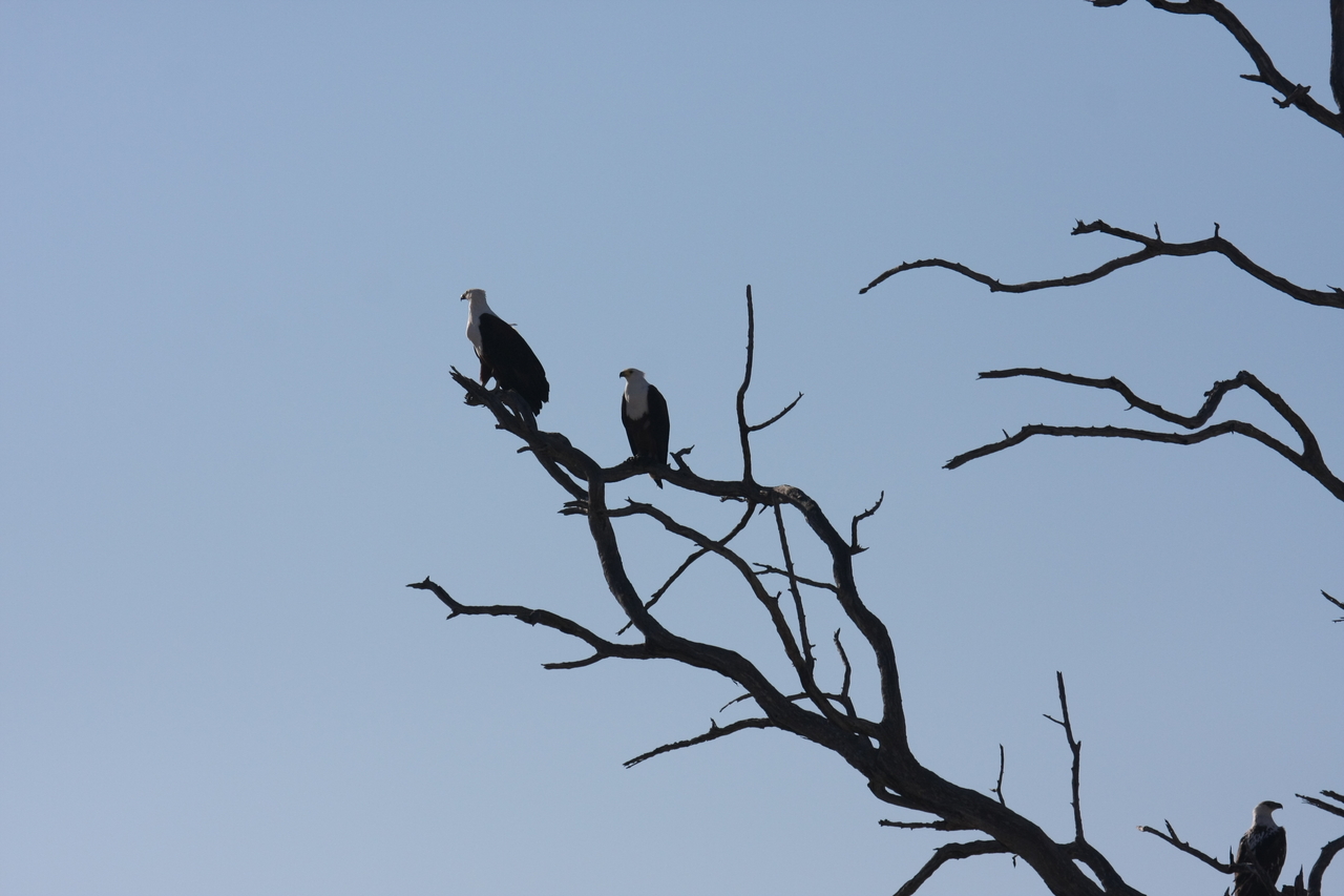 [18127] 2016_06_28_02_33_40_Africa_Canon_EOS_40D_IMG__02505.jpg