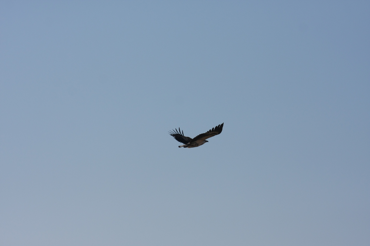 [18141] 2016_06_28_02_33_46_Africa_Canon_EOS_40D_IMG__02509.jpg