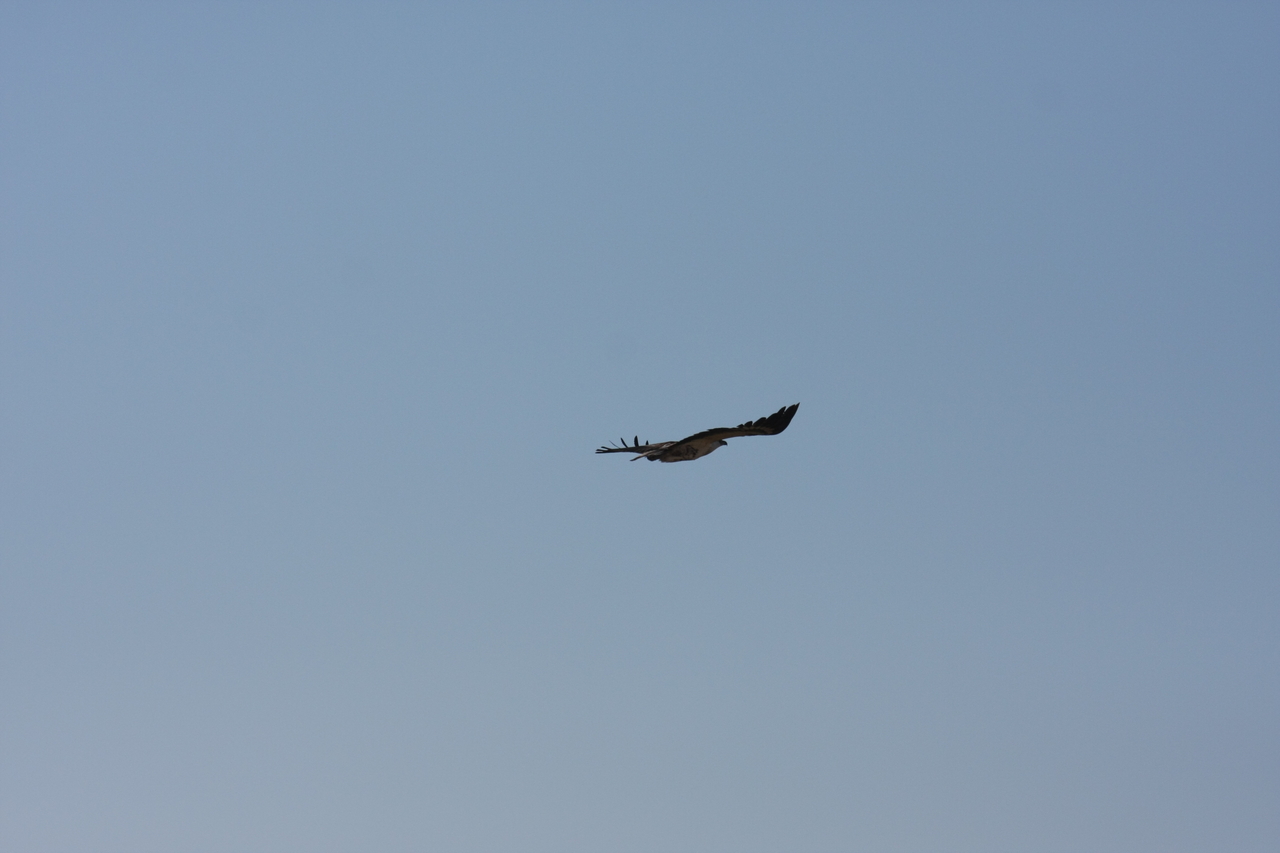 [18145] 2016_06_28_02_33_46_Africa_Canon_EOS_40D_IMG__09957.jpg