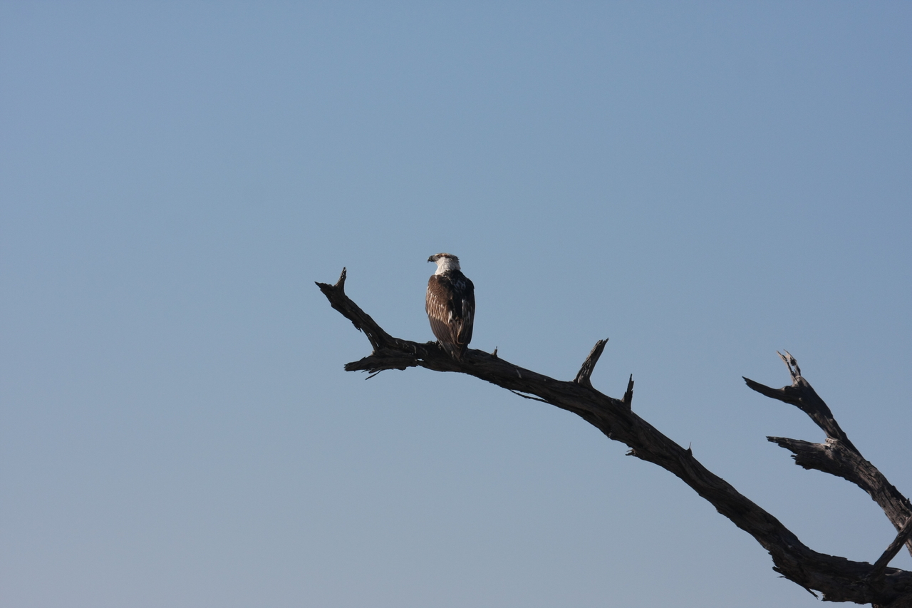 [18158] 2016_06_28_02_34_48_Africa_Canon_EOS_40D_IMG__09963.jpg