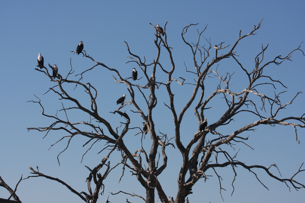 [18164] 2016_06_28_02_34_58_Africa_Canon_EOS_40D_IMG__09965.jpg