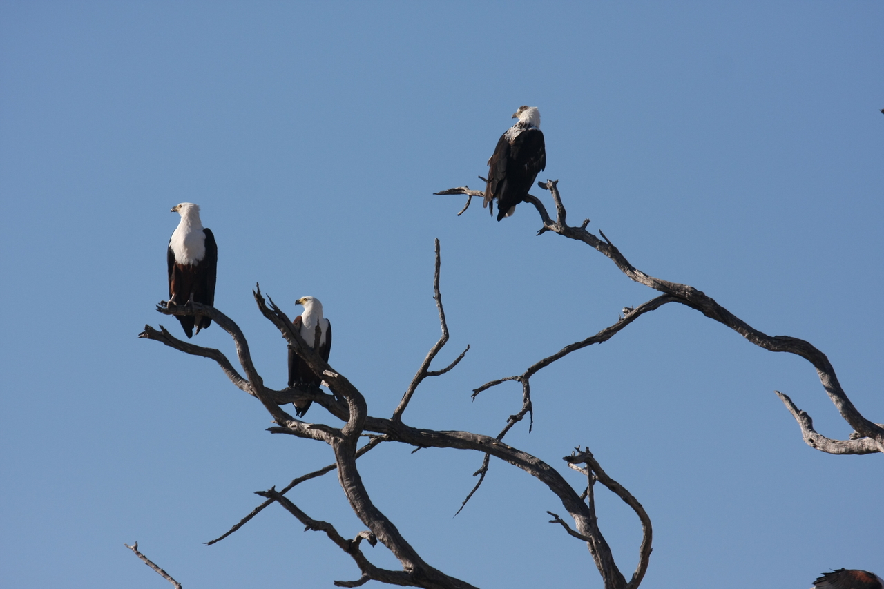 [18170] 2016_06_28_02_35_49_Africa_Canon_EOS_40D_IMG__09967.jpg
