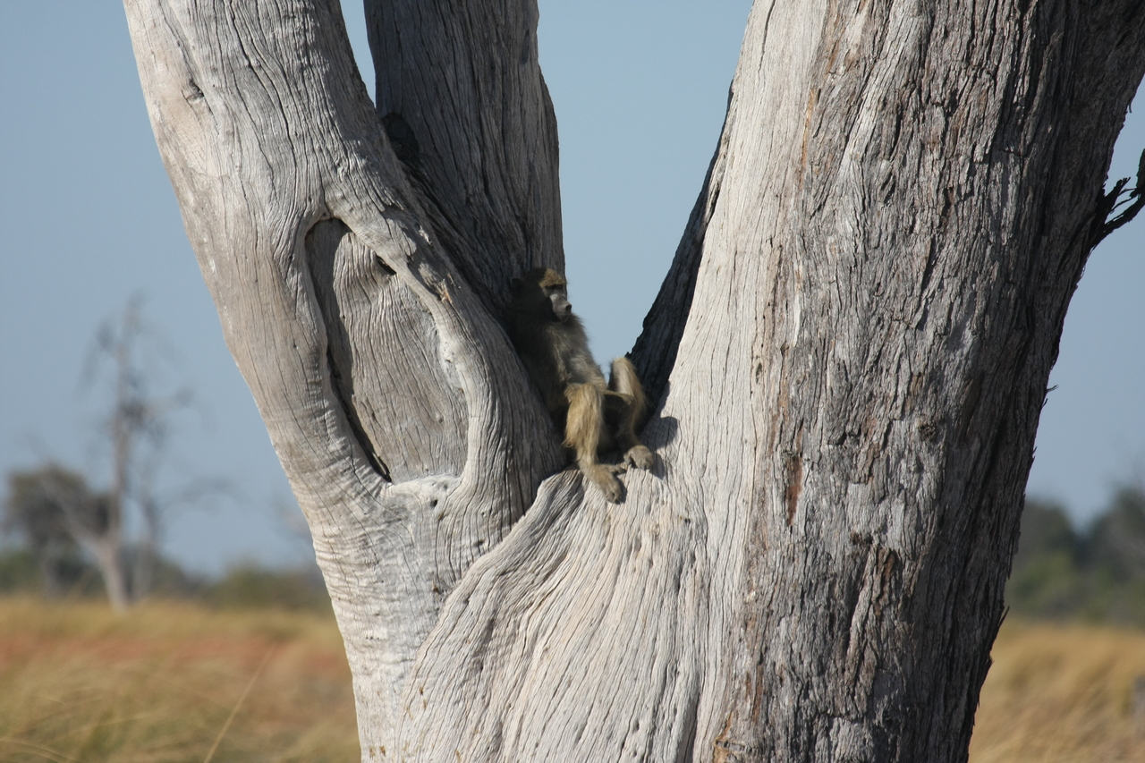 [18182] 2016_06_28_02_44_01_Africa_Canon_EOS_40D_IMG__09972.jpg