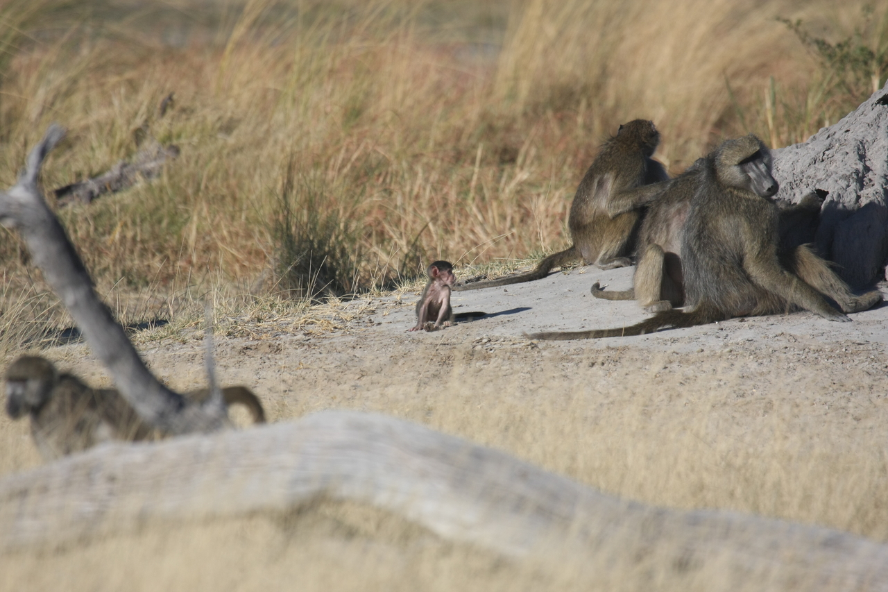 [18230] 2016_06_28_02_44_58_Africa_Canon_EOS_40D_IMG__02542.jpg