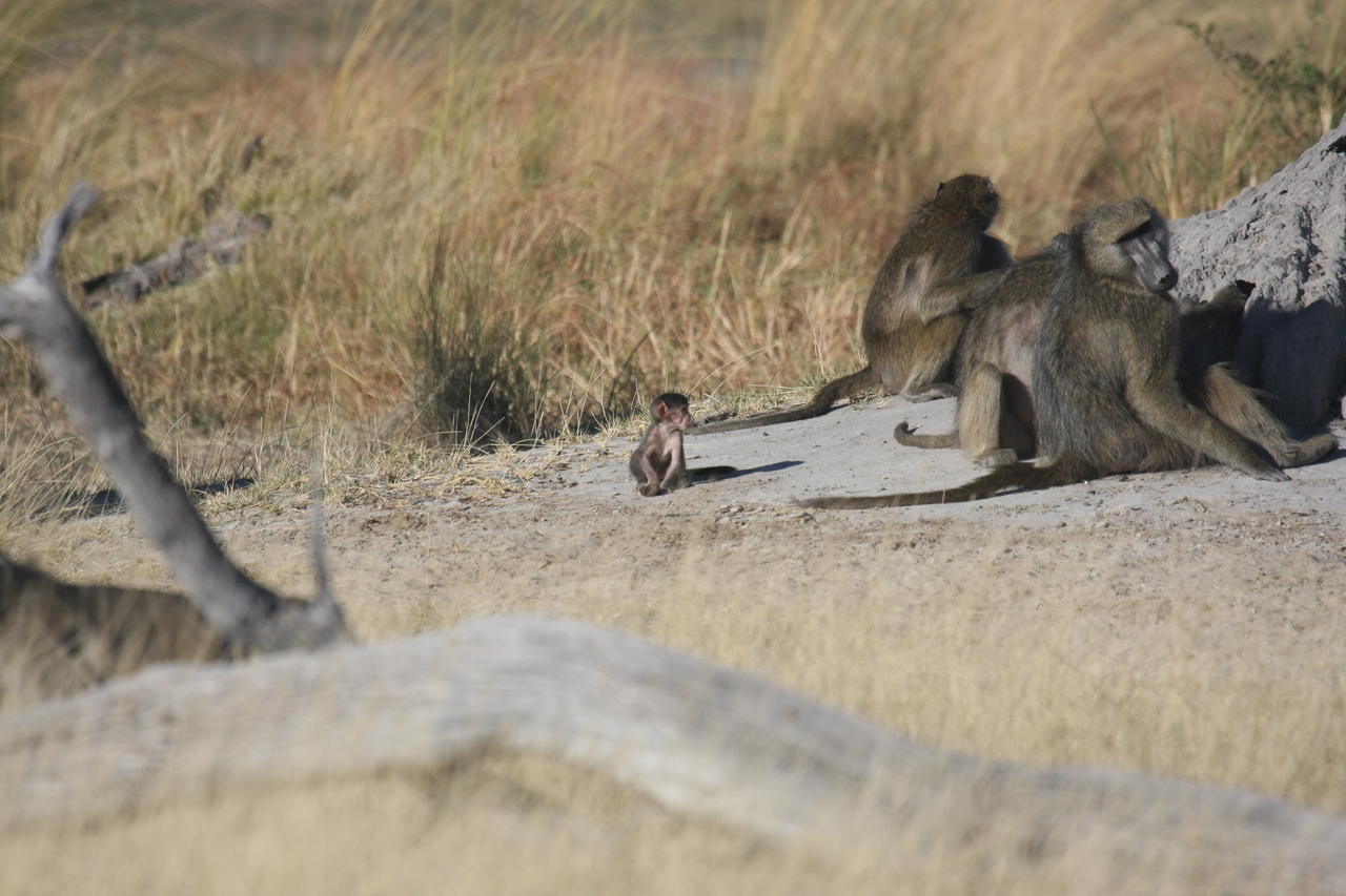 [18233] 2016_06_28_02_44_58_Africa_Canon_EOS_40D_IMG__09990.jpg
