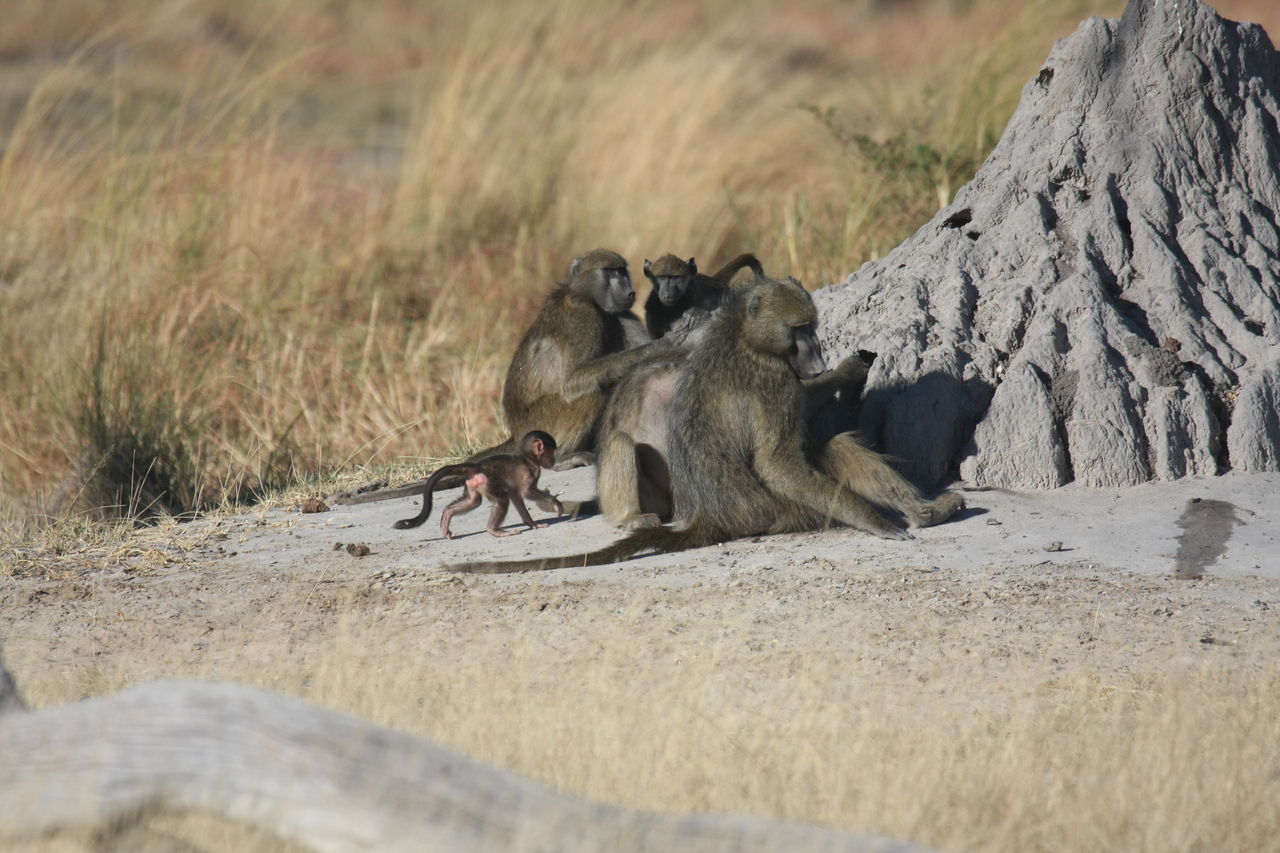[18245] 2016_06_28_02_45_08_Africa_Canon_EOS_40D_IMG__09995.jpg
