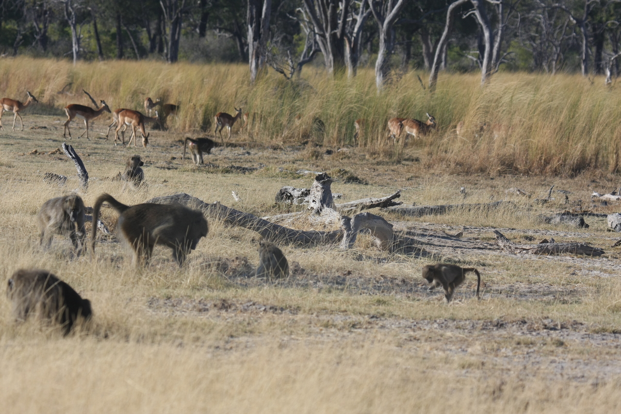 [18247] 2016_06_28_02_46_01_Africa_Canon_EOS_40D_IMG__00163.jpg