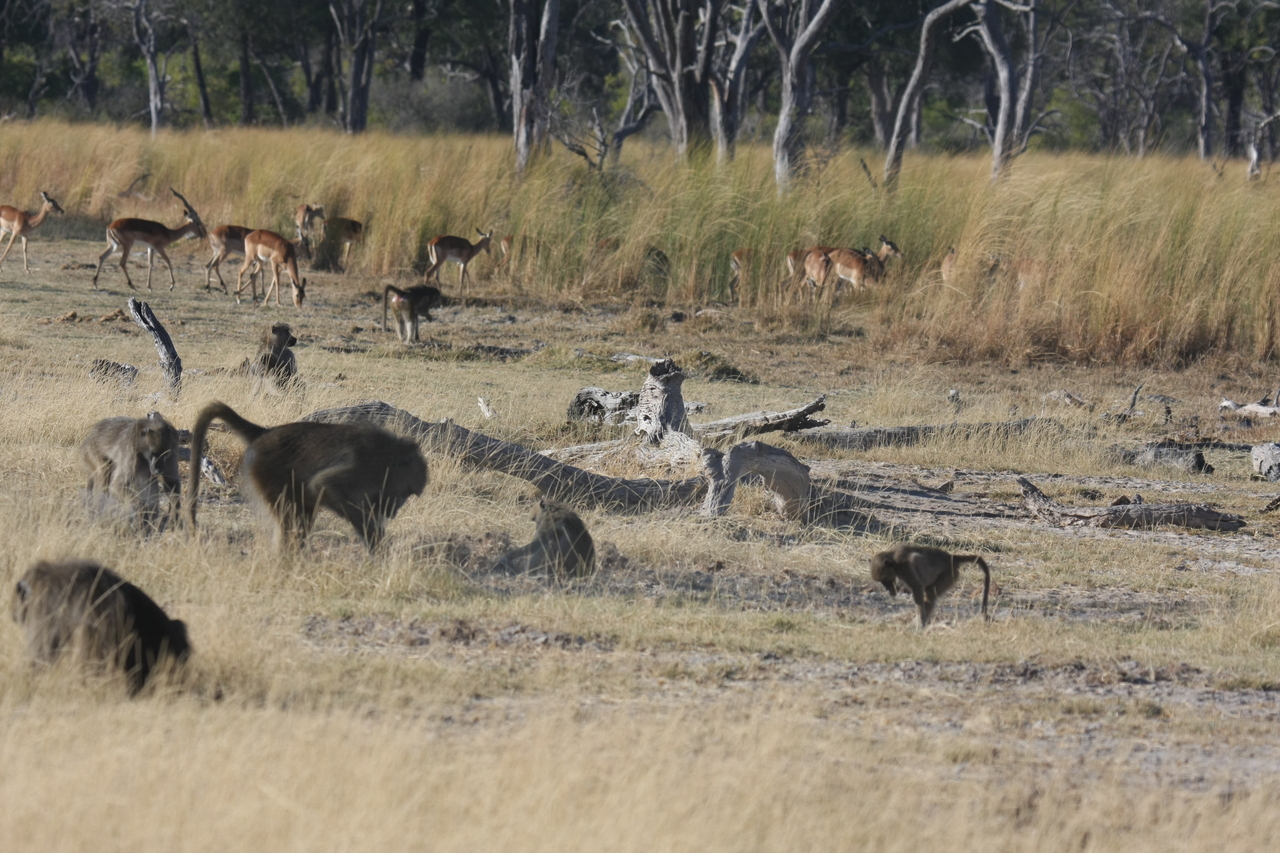 [18250] 2016_06_28_02_46_01_Africa_Canon_EOS_40D_IMG__09996.jpg