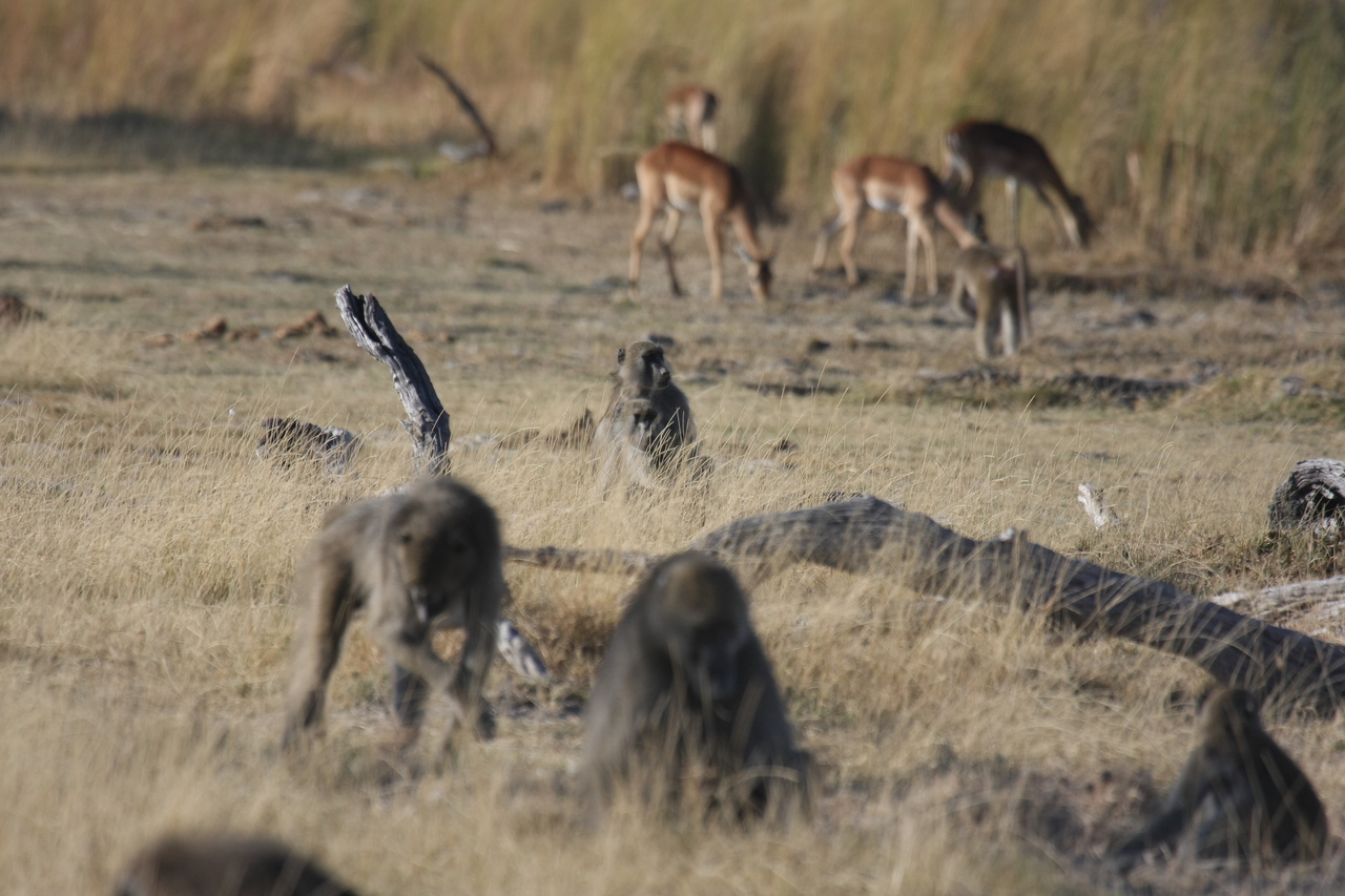 [18258] 2016_06_28_02_46_11_Africa_Canon_EOS_40D_IMG__00166.jpg