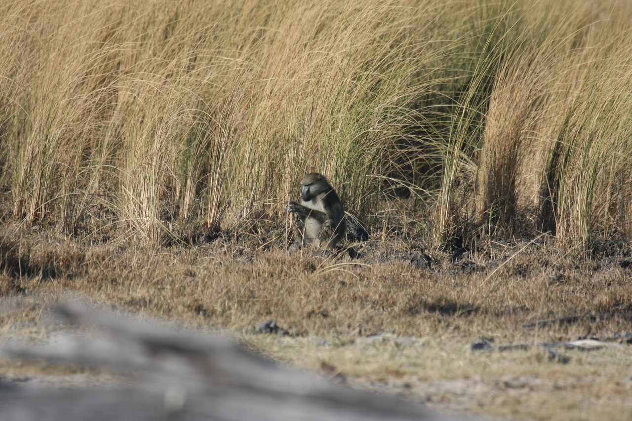 [18274] 2016_06_28_02_46_25_Africa_Canon_EOS_40D_IMG__02559.jpg