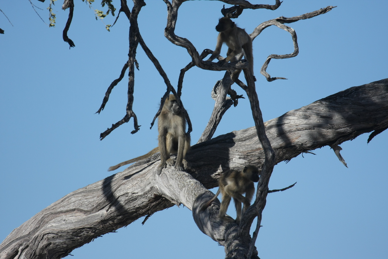 [18287] 2016_06_28_02_46_32_Africa_Canon_EOS_40D_IMG__10010.jpg