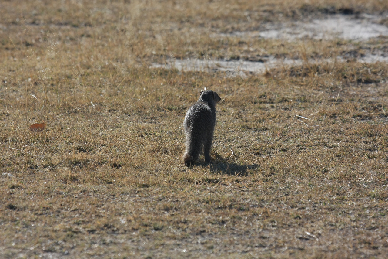 [18293] 2016_06_28_02_47_40_Africa_Canon_EOS_40D_IMG__10012.jpg