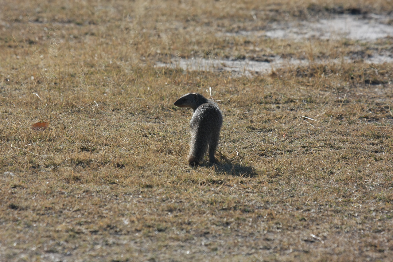 [18298] 2016_06_28_02_47_43_Africa_Canon_EOS_40D_IMG__10013.jpg