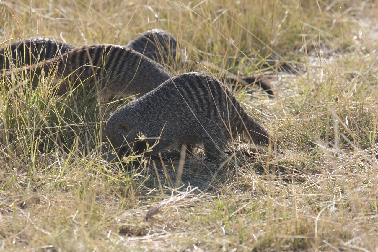[18301] 2016_06_28_02_47_53_Africa_Canon_EOS_40D_IMG__00183.jpg