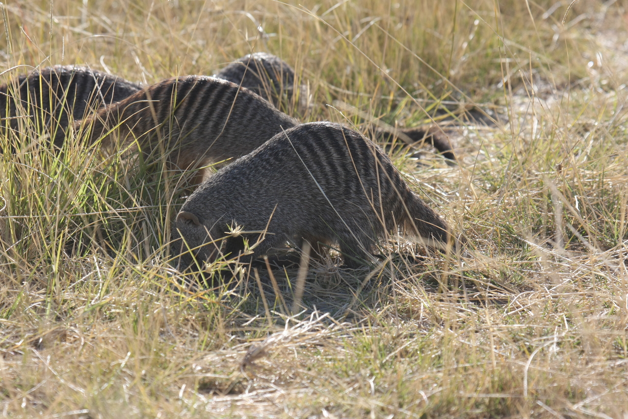 [18308] 2016_06_28_02_47_53_Africa_Canon_EOS_40D_IMG__10018.jpg