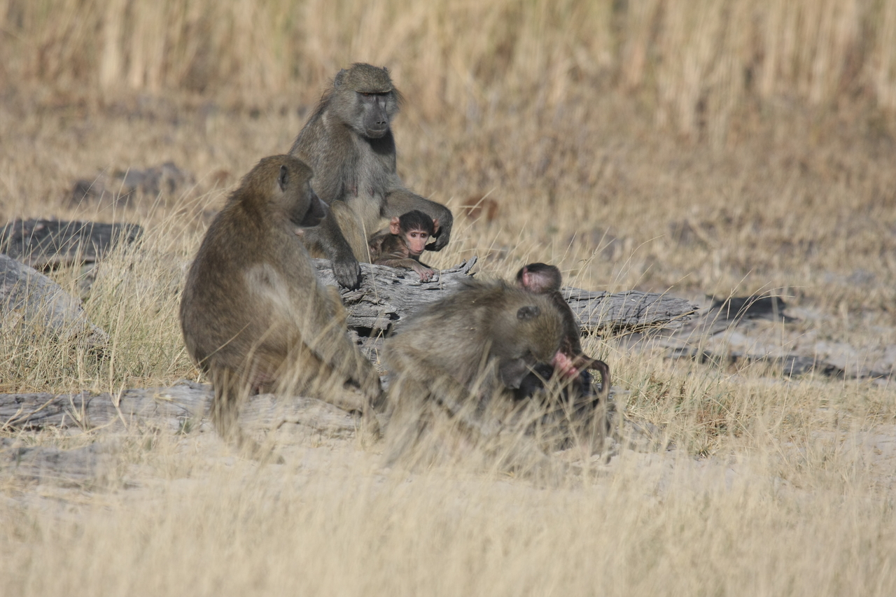 [18315] 2016_06_28_02_48_10_Africa_Canon_EOS_40D_IMG__00187.jpg