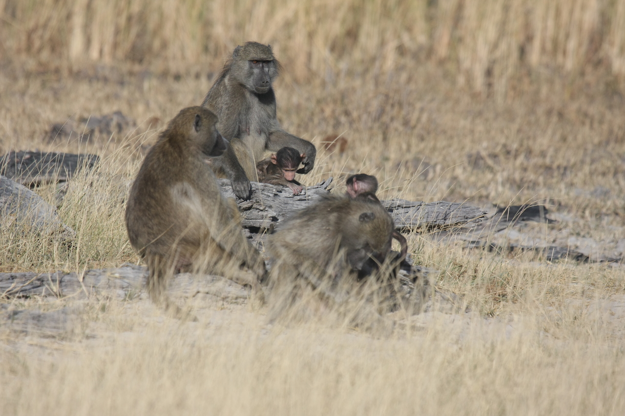 [18322] 2016_06_28_02_48_10_Africa_Canon_EOS_40D_IMG__10022.jpg