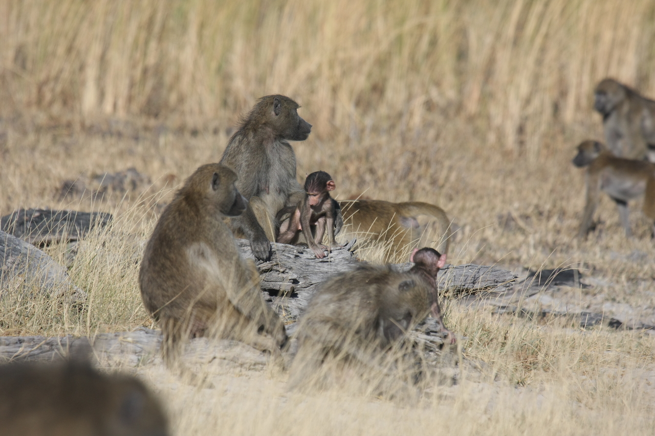 [18332] 2016_06_28_02_48_14_Africa_Canon_EOS_40D_IMG__10027.jpg