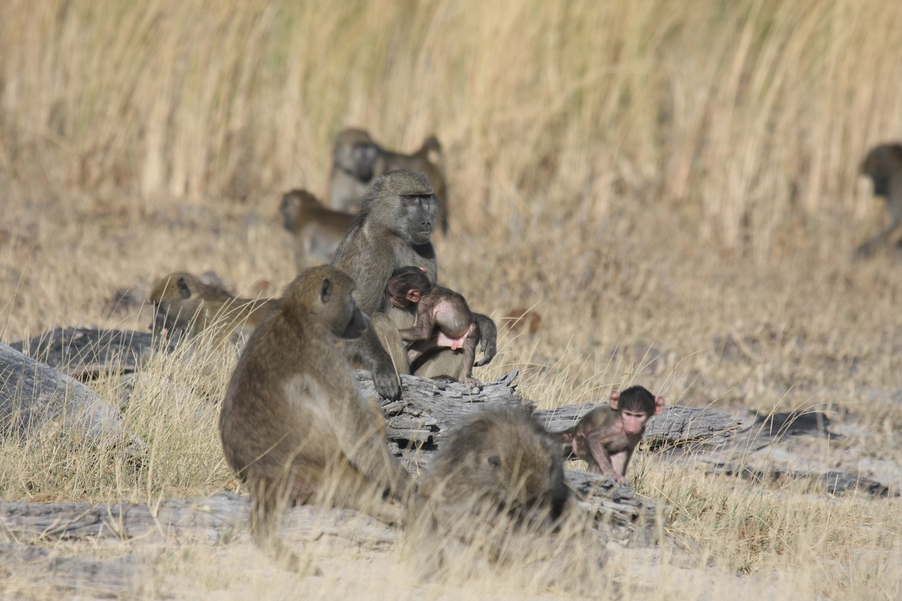 [18340] 2016_06_28_02_48_18_Africa_Canon_EOS_40D_IMG__10029.jpg