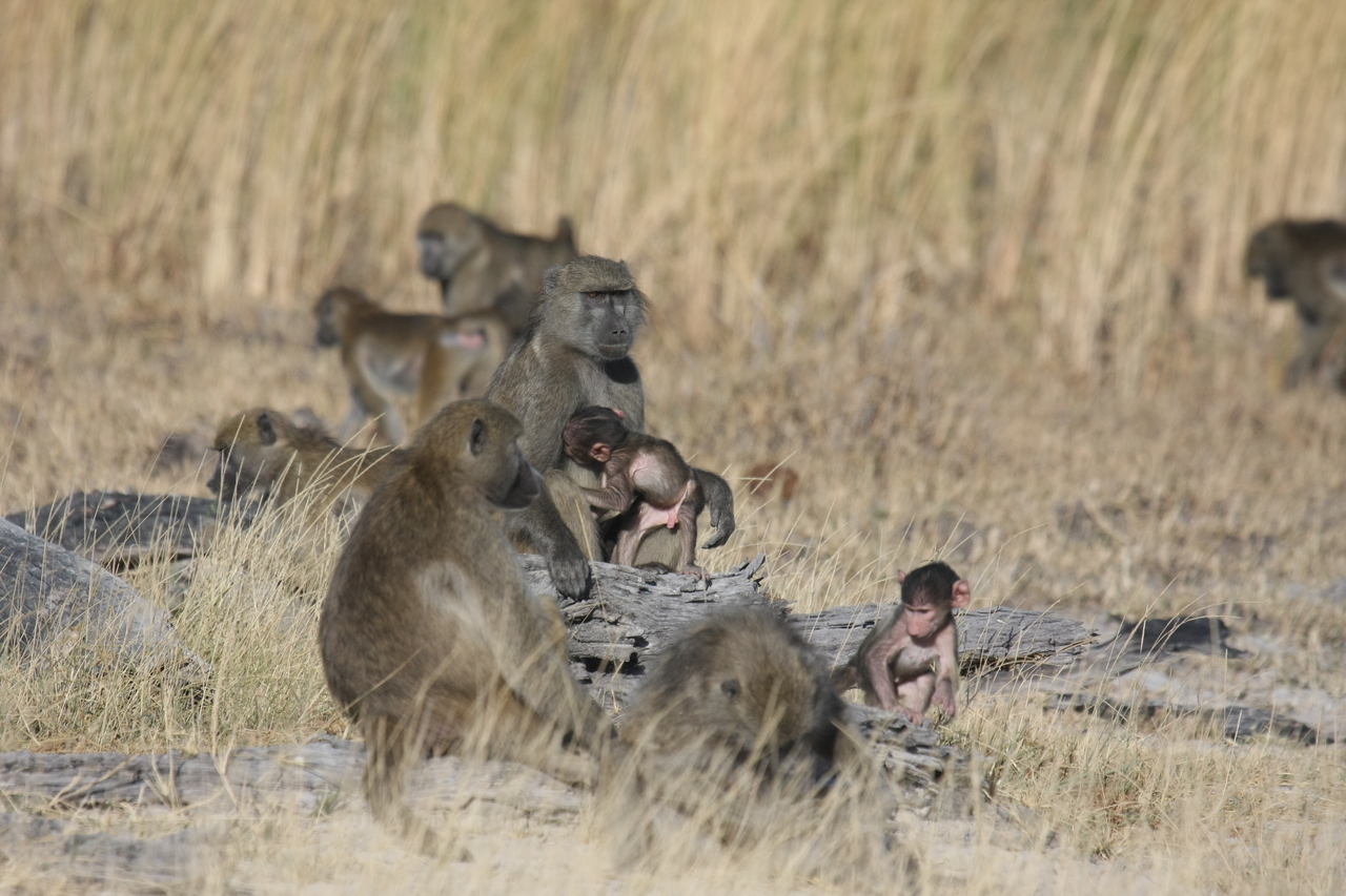 [18341] 2016_06_28_02_48_18_Africa_Canon_EOS_40D_IMG__10030.jpg