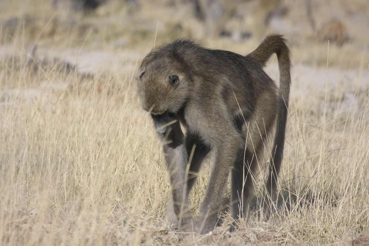 [18346] 2016_06_28_02_48_26_Africa_Canon_EOS_40D_IMG__10031.jpg