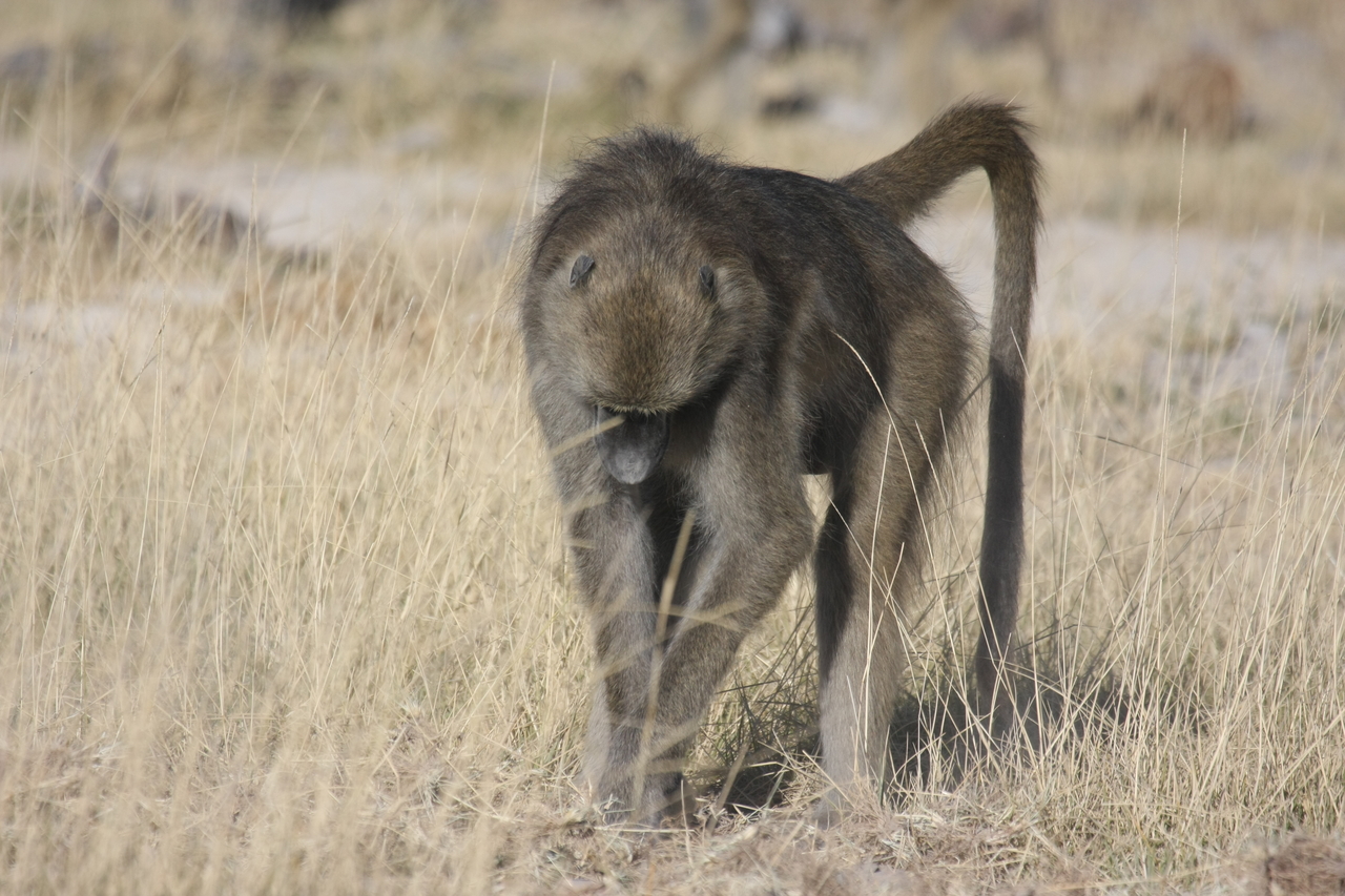 [18347] 2016_06_28_02_48_26_Africa_Canon_EOS_40D_IMG__10032.jpg