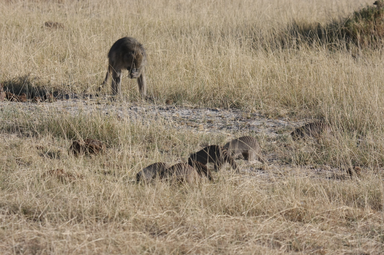 [18409] 2016_06_28_02_50_34_Africa_Canon_EOS_40D_IMG__02608.jpg