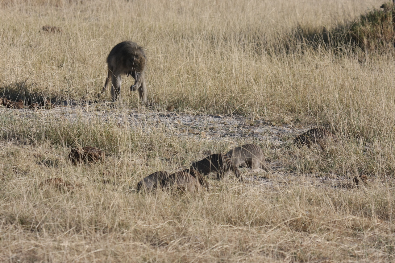 [18410] 2016_06_28_02_50_34_Africa_Canon_EOS_40D_IMG__02609.jpg