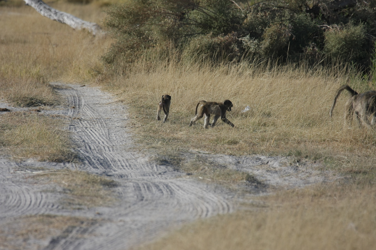 [18415] 2016_06_28_02_51_17_Africa_Canon_EOS_40D_IMG__00226.jpg