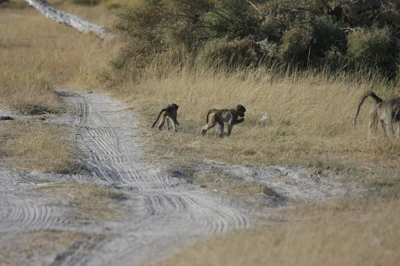 [18416] 2016_06_28_02_51_17_Africa_Canon_EOS_40D_IMG__02610.jpg