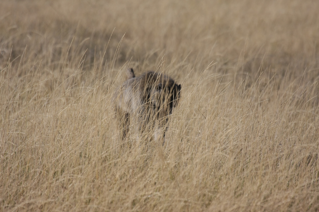 [18427] 2016_06_28_02_51_35_Africa_Canon_EOS_40D_IMG__00230.jpg