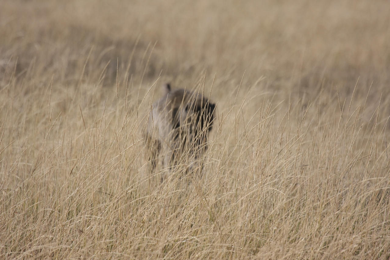 [18430] 2016_06_28_02_51_35_Africa_Canon_EOS_40D_IMG__10063.jpg