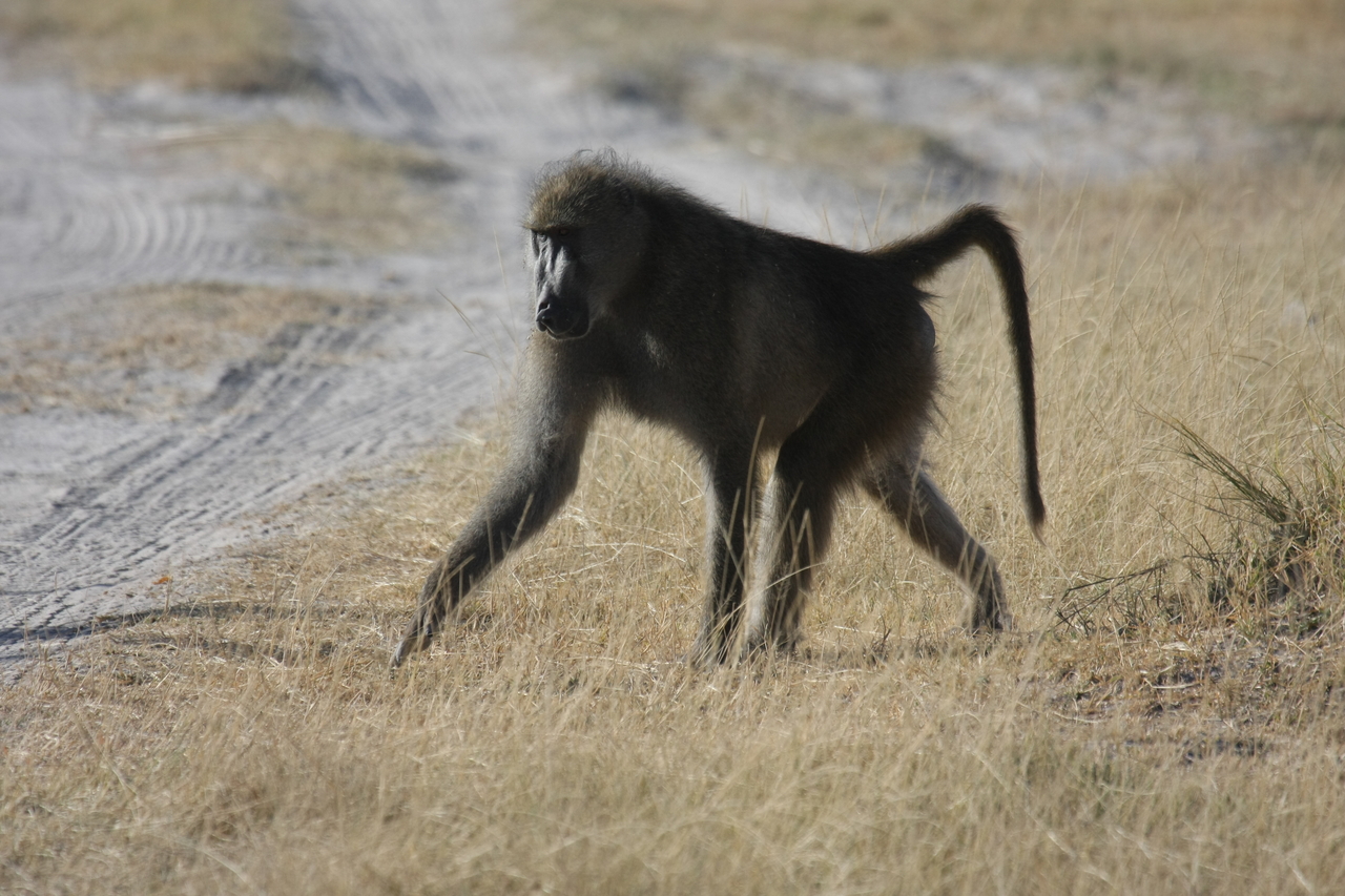[18433] 2016_06_28_02_51_43_Africa_Canon_EOS_40D_IMG__00232.jpg