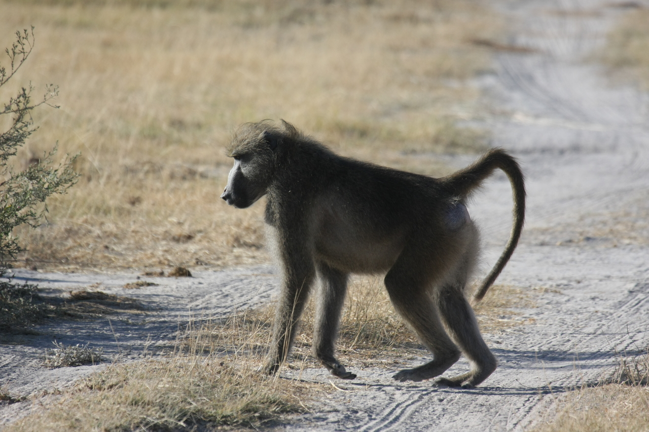 [18441] 2016_06_28_02_51_45_Africa_Canon_EOS_40D_IMG__00234.jpg