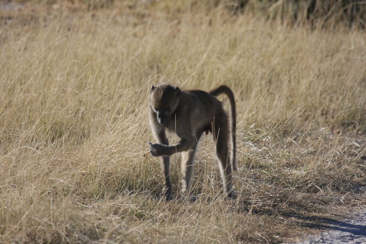 [18445] 2016_06_28_02_52_04_Africa_Canon_EOS_40D_IMG__00237.jpg