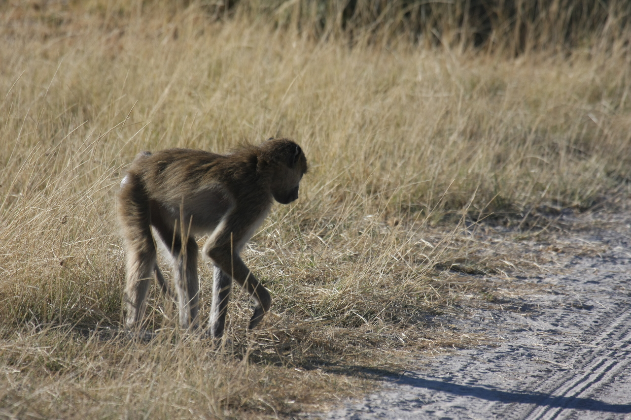 [18454] 2016_06_28_02_52_06_Africa_Canon_EOS_40D_IMG__02626.jpg