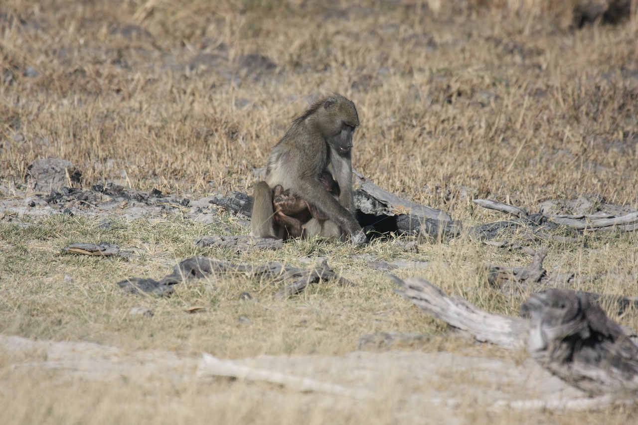 [18465] 2016_06_28_02_52_34_Africa_Canon_EOS_40D_IMG__02629.jpg