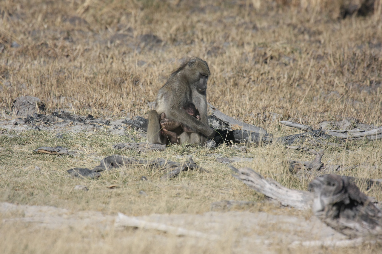 [18466] 2016_06_28_02_52_34_Africa_Canon_EOS_40D_IMG__02630.jpg