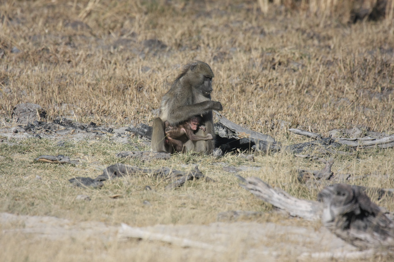 [18467] 2016_06_28_02_52_34_Africa_Canon_EOS_40D_IMG__02631.jpg