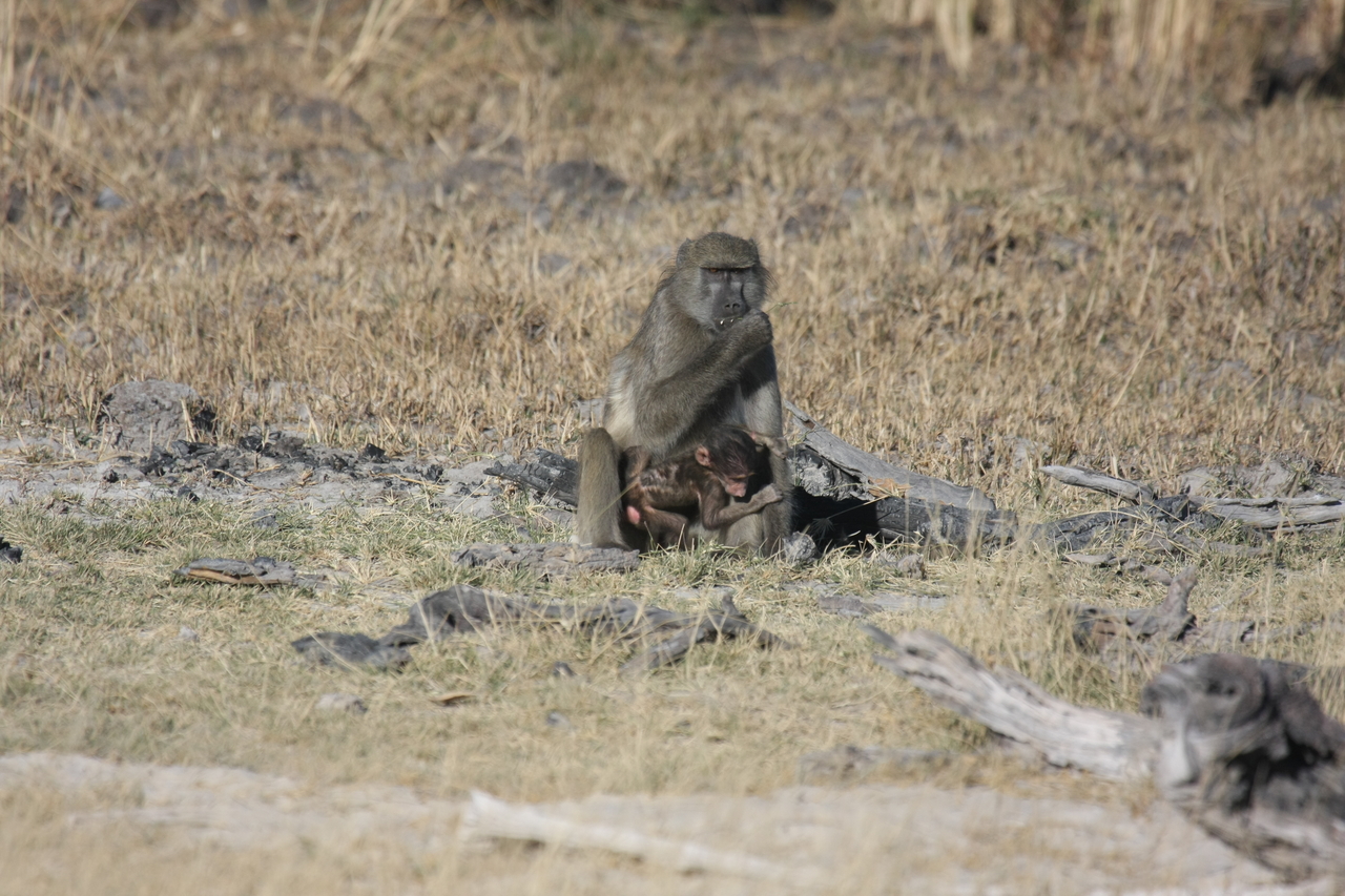 [18473] 2016_06_28_02_52_36_Africa_Canon_EOS_40D_IMG__10079.jpg