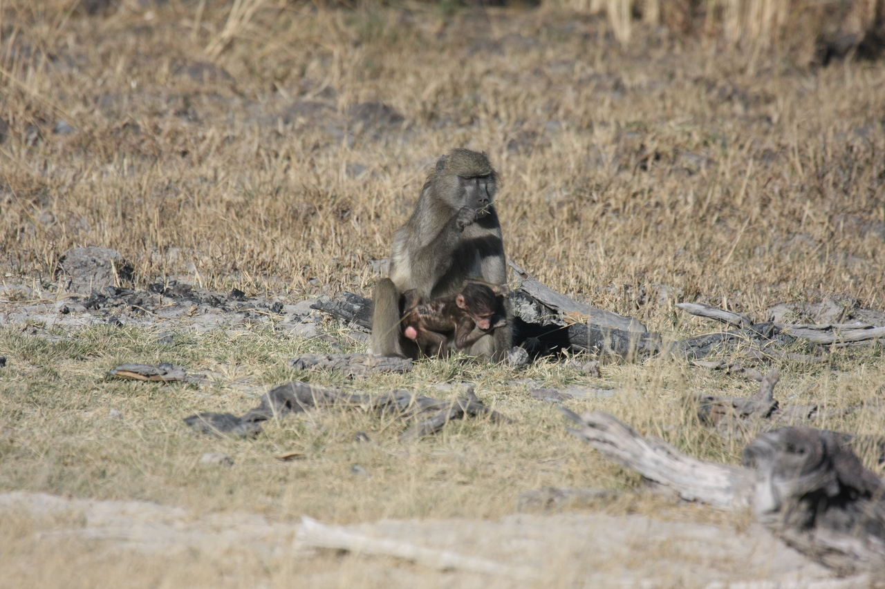 [18478] 2016_06_28_02_52_37_Africa_Canon_EOS_40D_IMG__10080.jpg