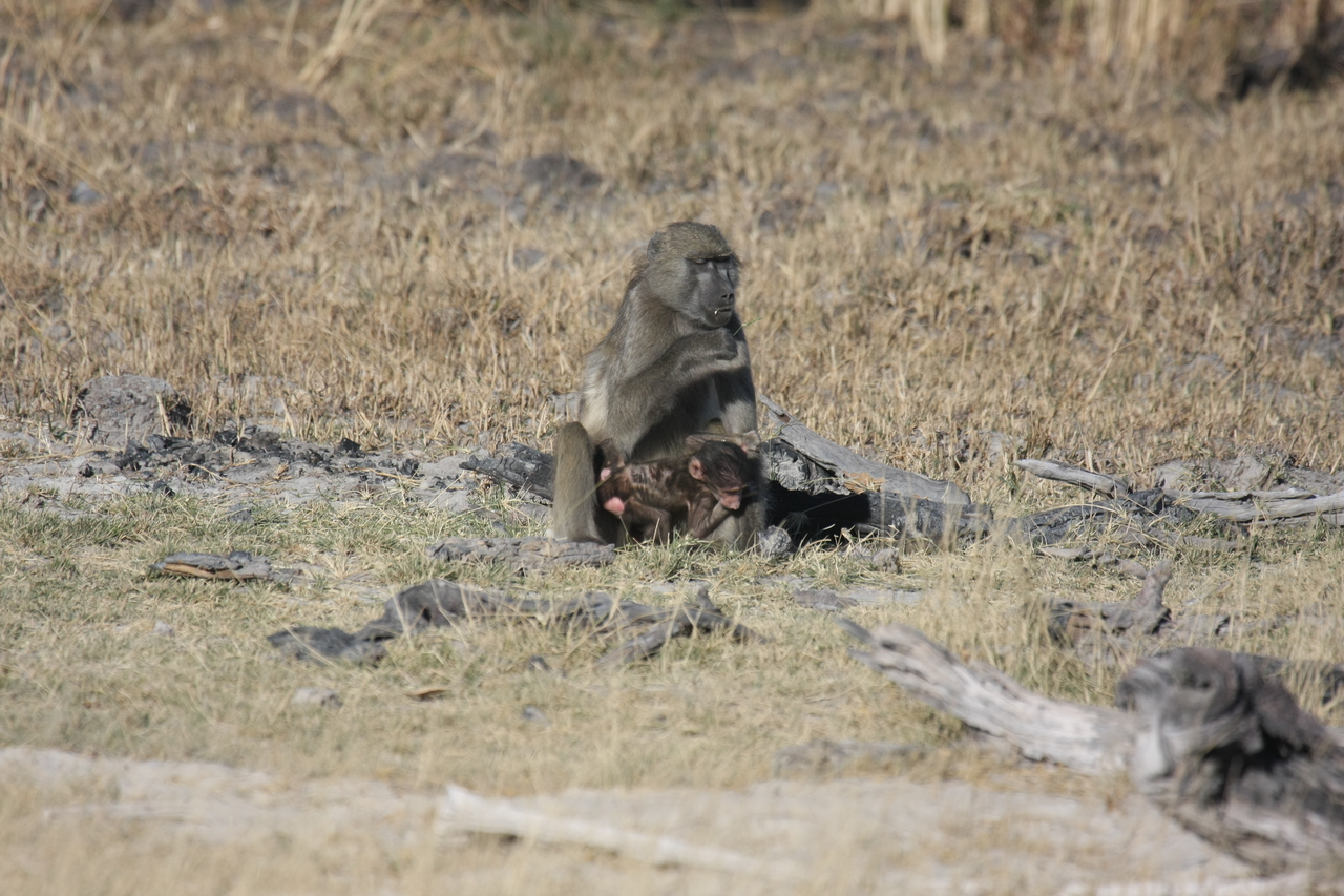 [18479] 2016_06_28_02_52_37_Africa_Canon_EOS_40D_IMG__10082.jpg