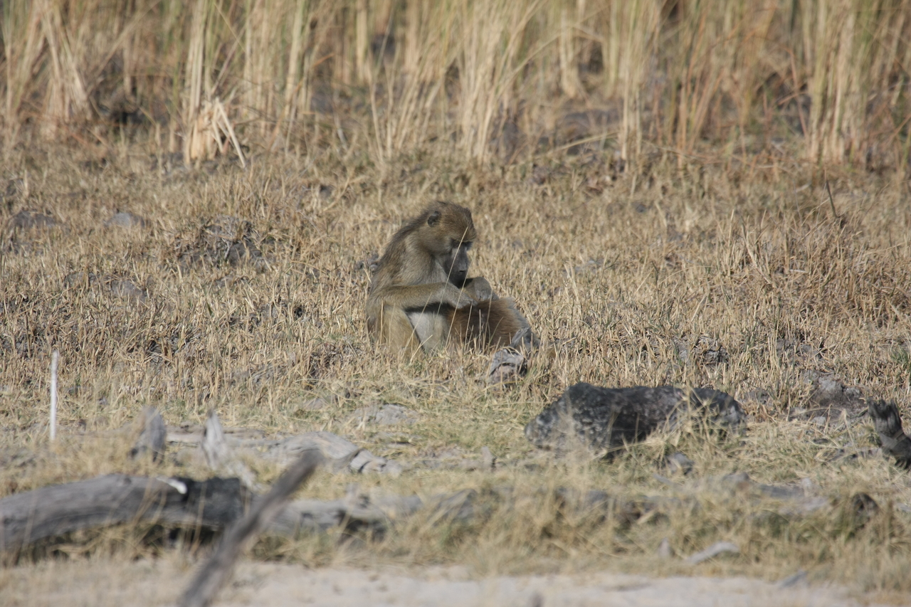 [18481] 2016_06_28_02_53_03_Africa_Canon_EOS_40D_IMG__02636.jpg